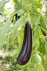 Eggplant field greenhouse