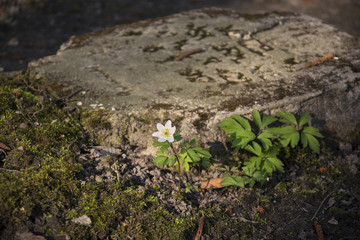 white flower near old grave on military cemetery