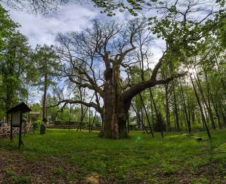 Bartek oak, Zagnańsk, Kielce