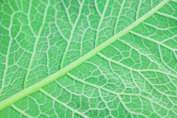 Texture of a green leaf, close-up