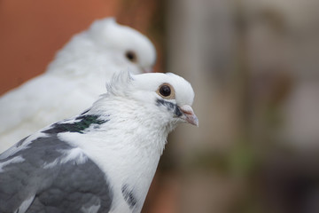 Beautiful view of two white pigeons on perch with yellow flowering background, imperial pigeon, ducula
