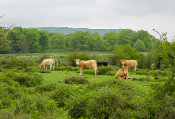 Naklejka premium Cows grazing and enjoying spring in the Salto del Nervion