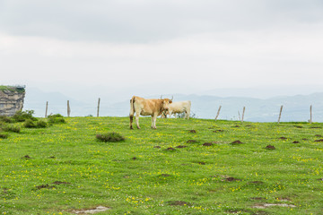 Cows grazing and enjoying spring in the Salto del Nervion