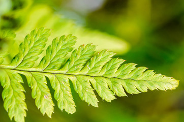 Young fern leaf in a forest on green background