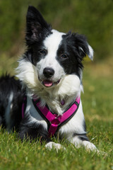 Junger Border Collie liegt in einer Wiese