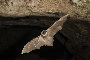 Bat-bent common miniopterus schreibersii, flying in a cave