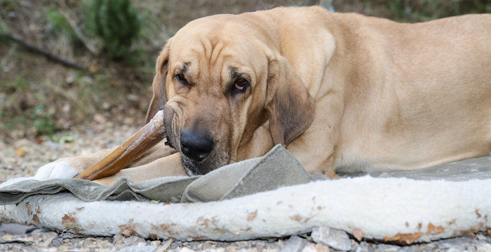 gro&szlig;er Broholmer Hund kaut riesigen Knochen