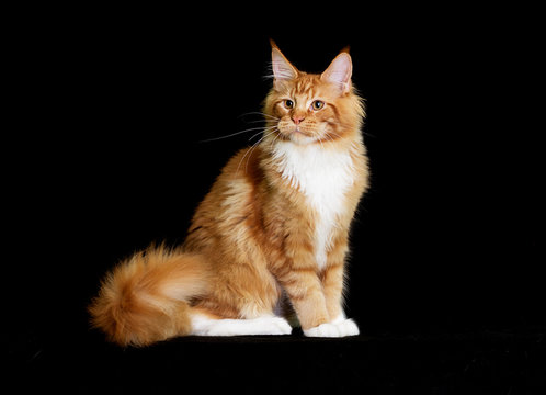 cat maine coon on a black background