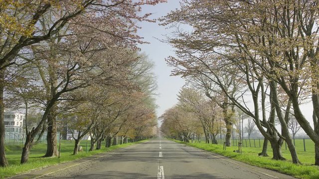 桜並木