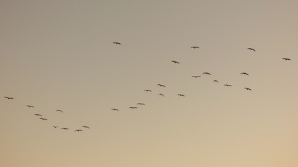 Birds in flight over beige sunset sky