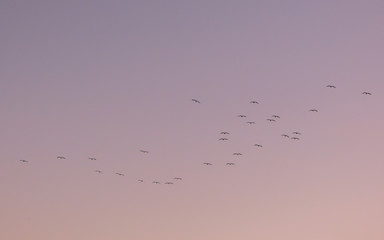 Birds in flight over purple sunset sky