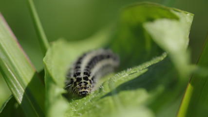 Oruga en Cantabria, España