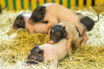 Happiness Little pigs have fun with friend.