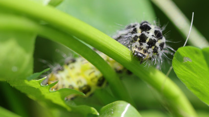 Oruga en Cantabria, España
