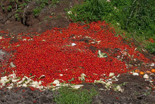 verdure scartate e gettate