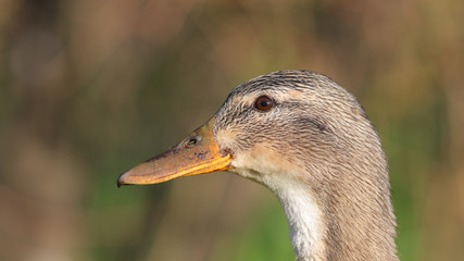 Hembra, Ánade Real o Azulón en la Vaguada de Las Llamas, Santander, Cantabria.