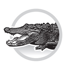 Vector graphic image of American alligator.
Black and white illustration of crocodilian reptile, logotype, clipart in engraving style, design element for logo or template.