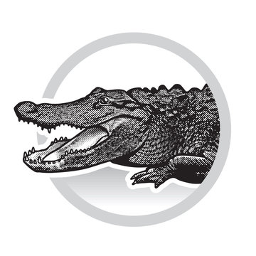 Vector graphic image of American alligator.
Black and white illustration of crocodilian reptile, logotype, clipart in engraving style, design element for logo or template.