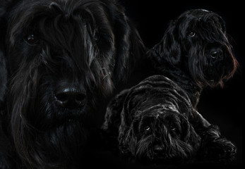 Riesenschnauzer - Collage auf schwarzem Hintergrund