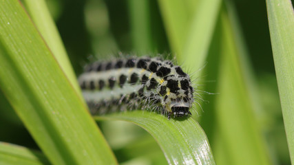 Oruga en Cantabria, España
