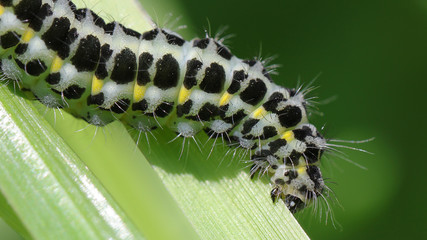 Oruga en Cantabria, España