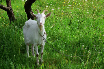 Obraz premium White friendly tethered goat with large horns on green meadow grass background with copy space for text.