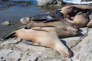 Sea lions sleeping on the rock at La Jolla Cove.