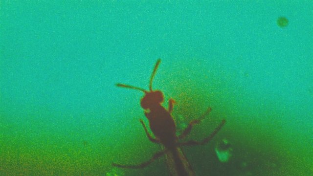 Insect bug dynamic stop motion animation. Extreme colors with massive digital noise. Experimental animated clip.