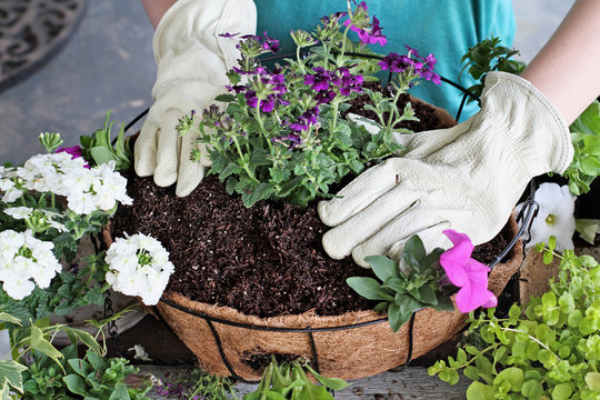 Tutorial of Girl Planting a Hanging Basket of Flowers
