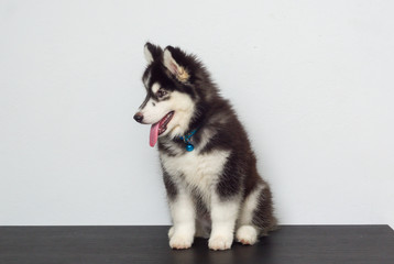 cutel black siberian husky wooly coat puppy