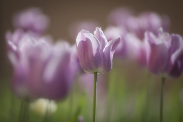 Colorful tulips in the park. Spring landscape.