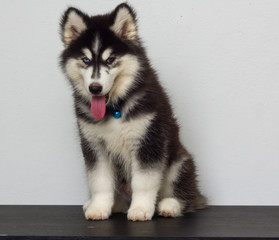 cutel black siberian husky wooly coat puppy