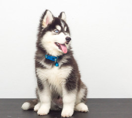 cutel black siberian husky wooly coat puppy