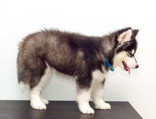 cutel black siberian husky wooly coat puppy