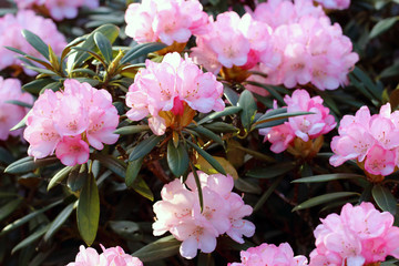The Rhododendron Yakushimanum likes lime-free, acidic, light soil