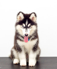 cutel black siberian husky wooly coat puppy