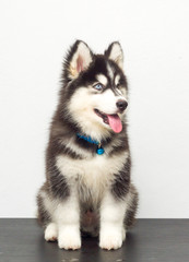 Obraz premium cutel black siberian husky wooly coat puppy