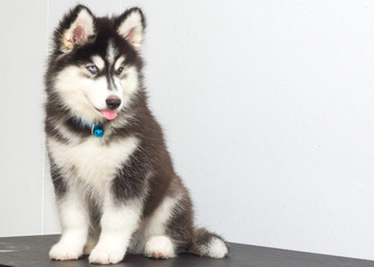 cutel black siberian husky wooly coat puppy © Tongik