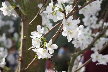 White Cherry Blossom Flower