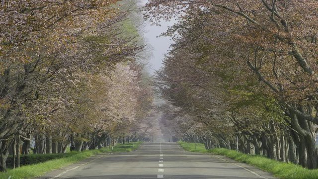 桜並木