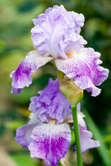 Violet iris flowers in the garden