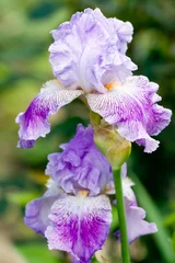 Stickers Iris Violet iris flowers in the garden  © sunselle