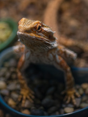 Bearded dragon (Pogona vitticeps). Close up.