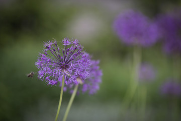 Colorful tulips in the park. Spring landscape.