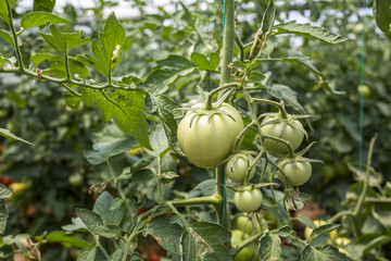 Tomatoes field, agriculture greenhouse