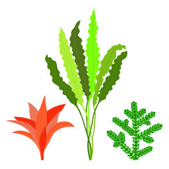 Set of algae. Seaweed. Isolated on white background. Vector illustration.