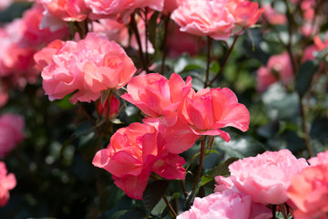 ピンク色のばら「ジャルダンドゥフランス」の花のアップ