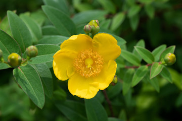 黄色いキンシバイの花のアップ