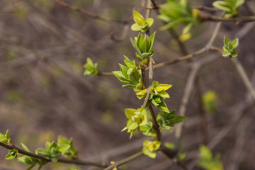Tree branch with open buds,spring