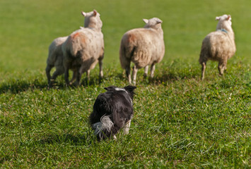 Stock Dog Moves Group of Sheep (Ovis aries) Out Into Field